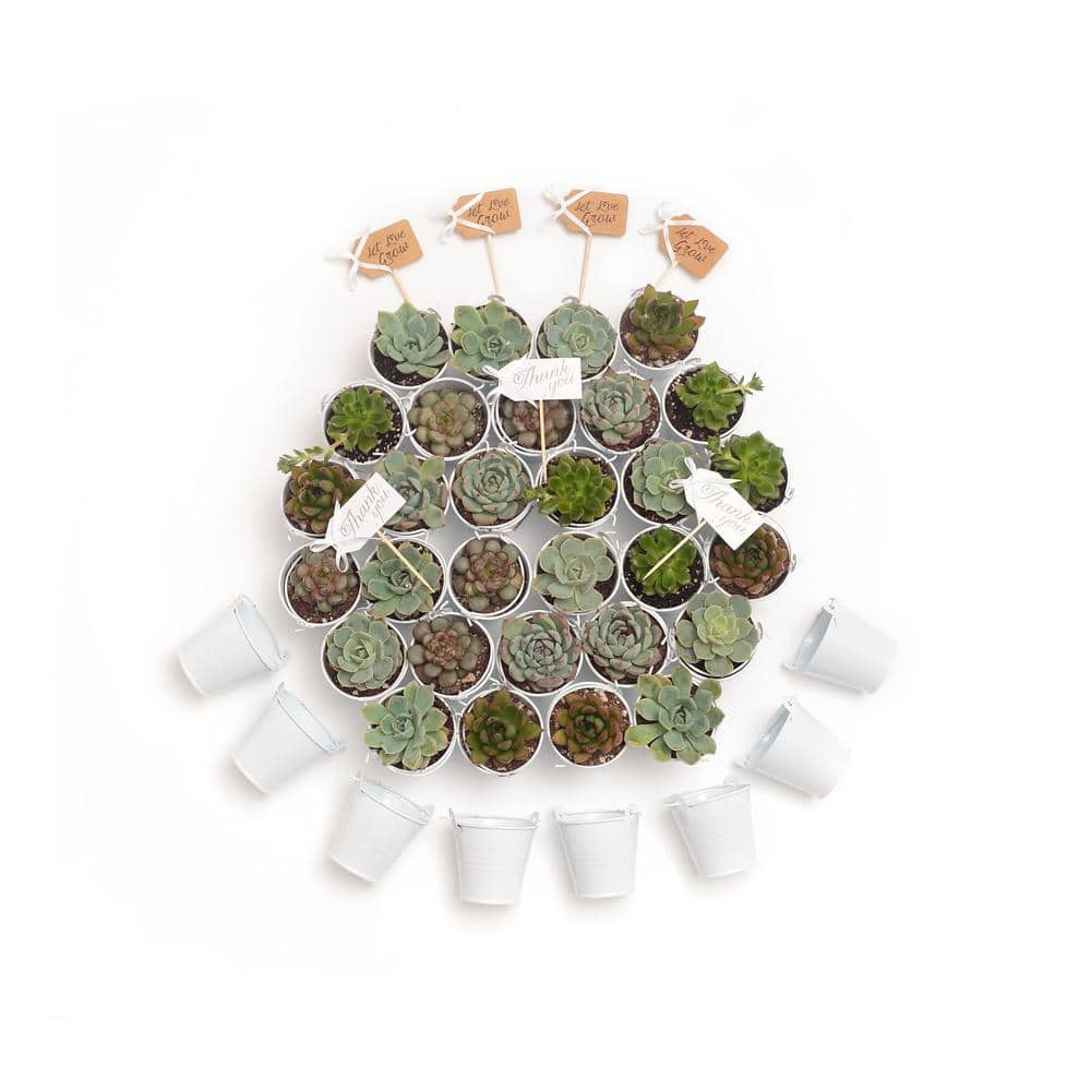 The Succulent Source 2 in. Wedding Event Rosette Succulents Plant with White Metal Pails and Thank You Tags (100-Pack) 2-R-W-TY-100