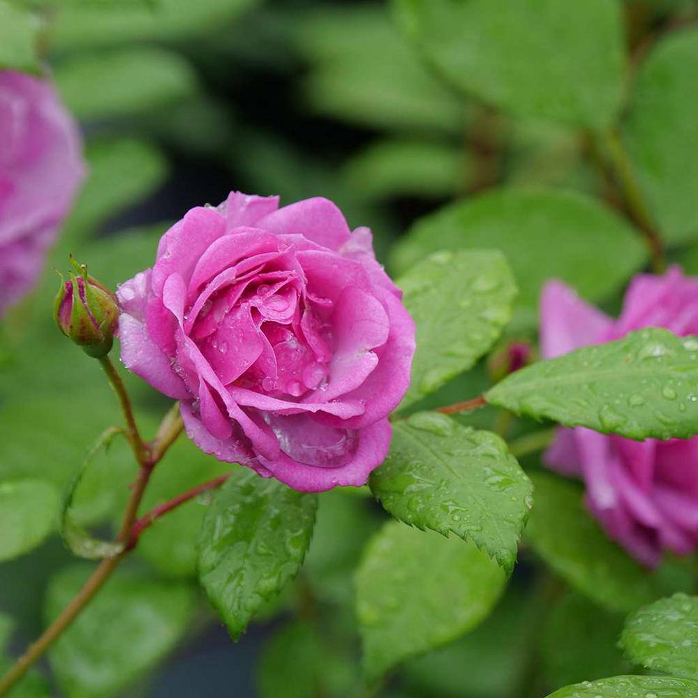 PROVEN WINNERS 1 Gal. Rise Up Lilac Days Rose (Rosa) Live Plant Shrub Purple Flowers ROSPRC2306101