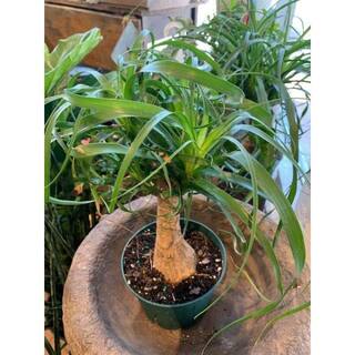 Ponytail Palm Live Plant in 6 in. Growers Pot Beaucarnea Recurvata Beautiful Clean Air Indoor Houseplant PV-VGGB-M9XH