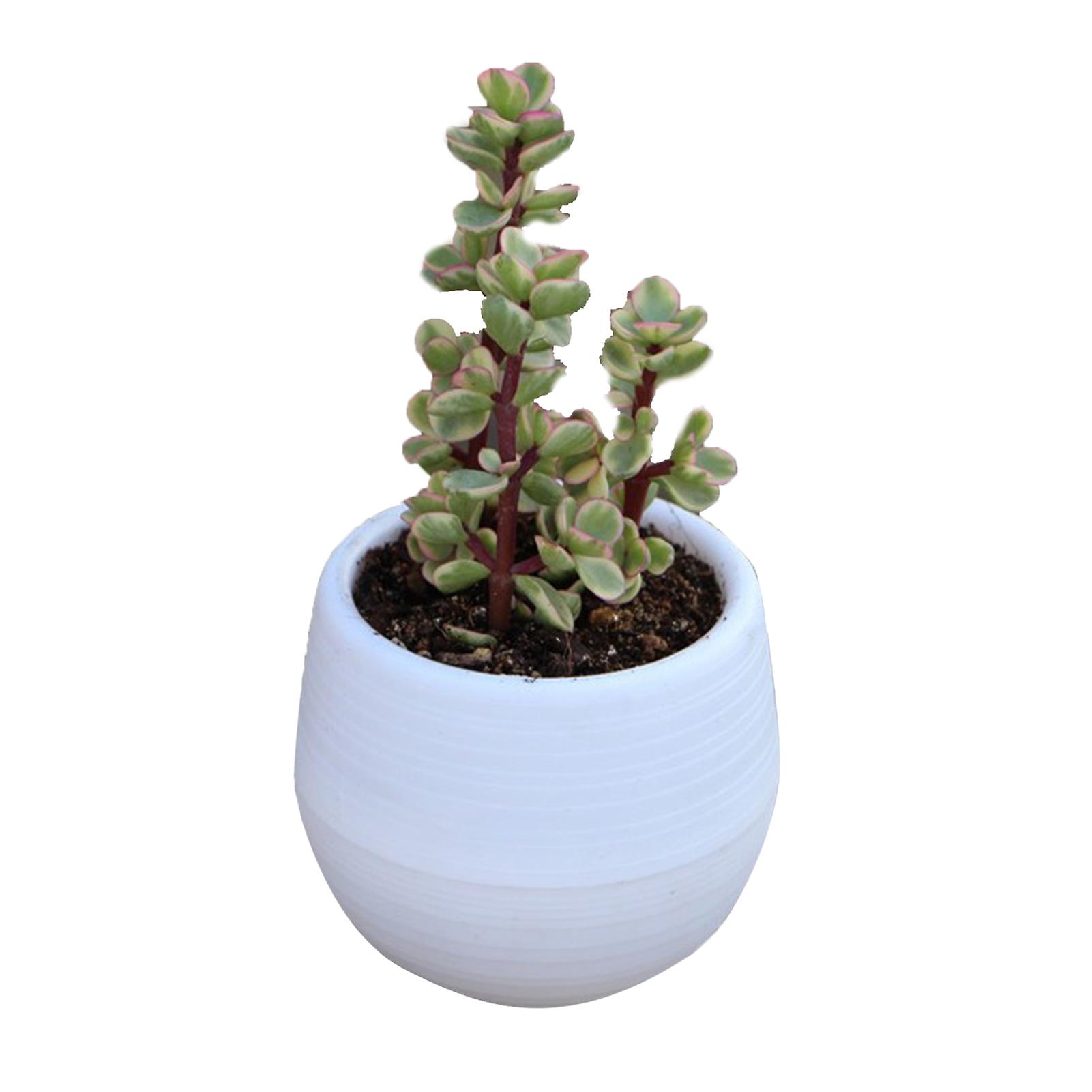 Succulent Pot Mini Seedling Flower Container Plastic Flower Pot For Garden Courtyard Balconywhite