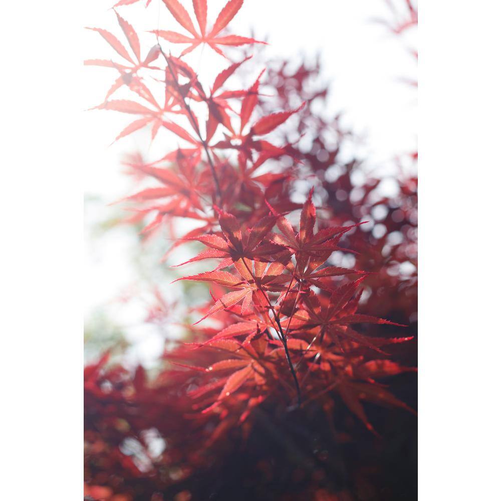 BELL NURSERY 3 Gal. Bloodgood Japanese Maple Live Tree with Attractive Red Foliage (1-Pack) MAPLE3BDJ1PK