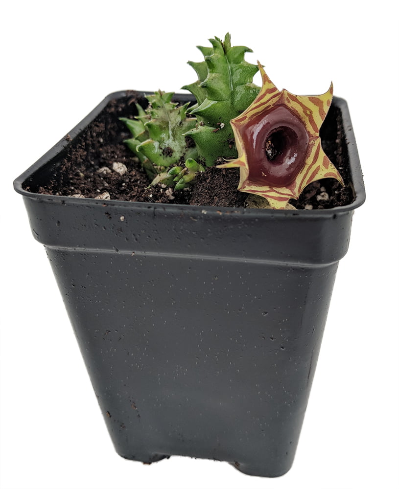 Lifesaver Succulent Plant - Huernia - Exotic Flower - 2.5