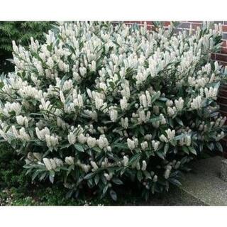 Online Orchards 1 Gal. Cherry Laurel Otto Luyken Shrub Hardy Fragrant Beautful Shrub Perfect for Hedge Plantings SBCL001