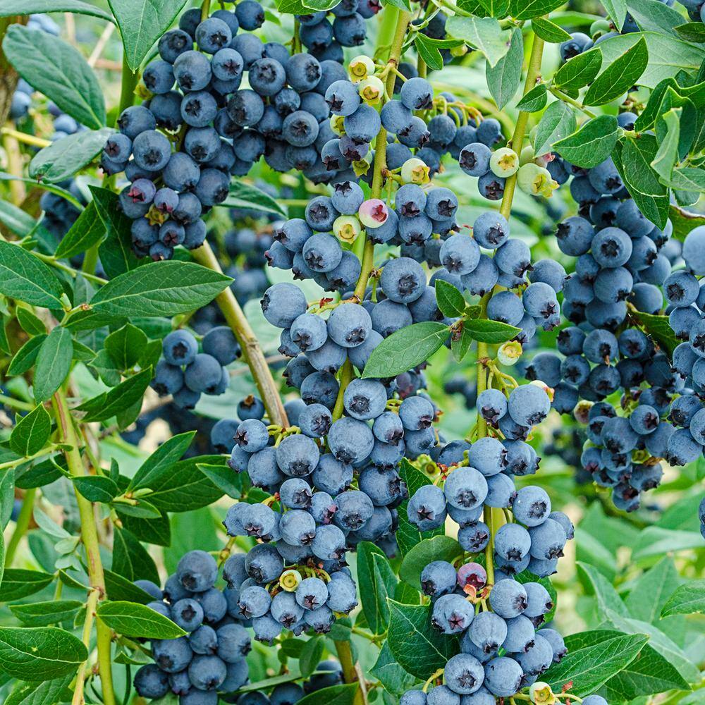 Gurney's 2.50 qt. Pot Echo Blueberry Bush Potted Fruit Bearing Plant (1-Pack) 94492