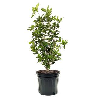 Sweet Osmanthus Tea Olive White Flowering Evergreen Shrub TEAOLI07G