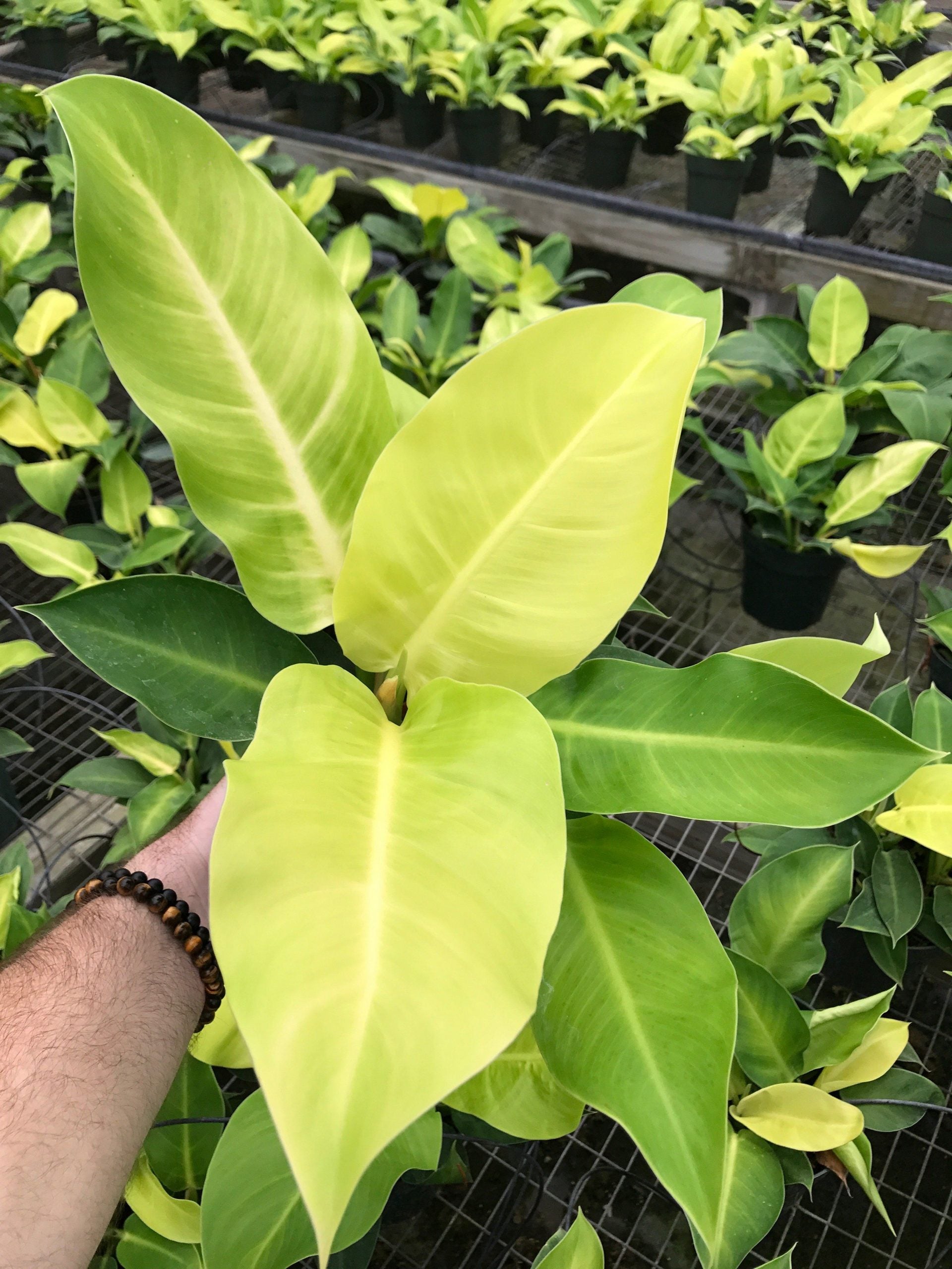 Philodendron Moonlight - Live Plant in a 4 inch Growers Pot - Philodendron 'Moonlight' - Extremely Rare Indoor Air Purifying Houseplant