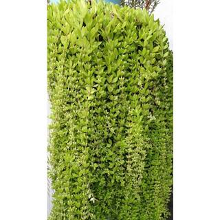 Cesicia 3-Piece Non-Fragrant Live Sedum Sarmentosum Stonecrop Planter Pet-safe RichM815Cacti14