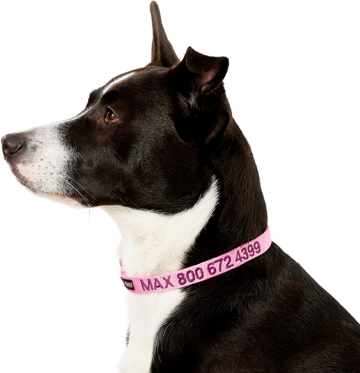 GoTags Nylon Personalized Dog Collar