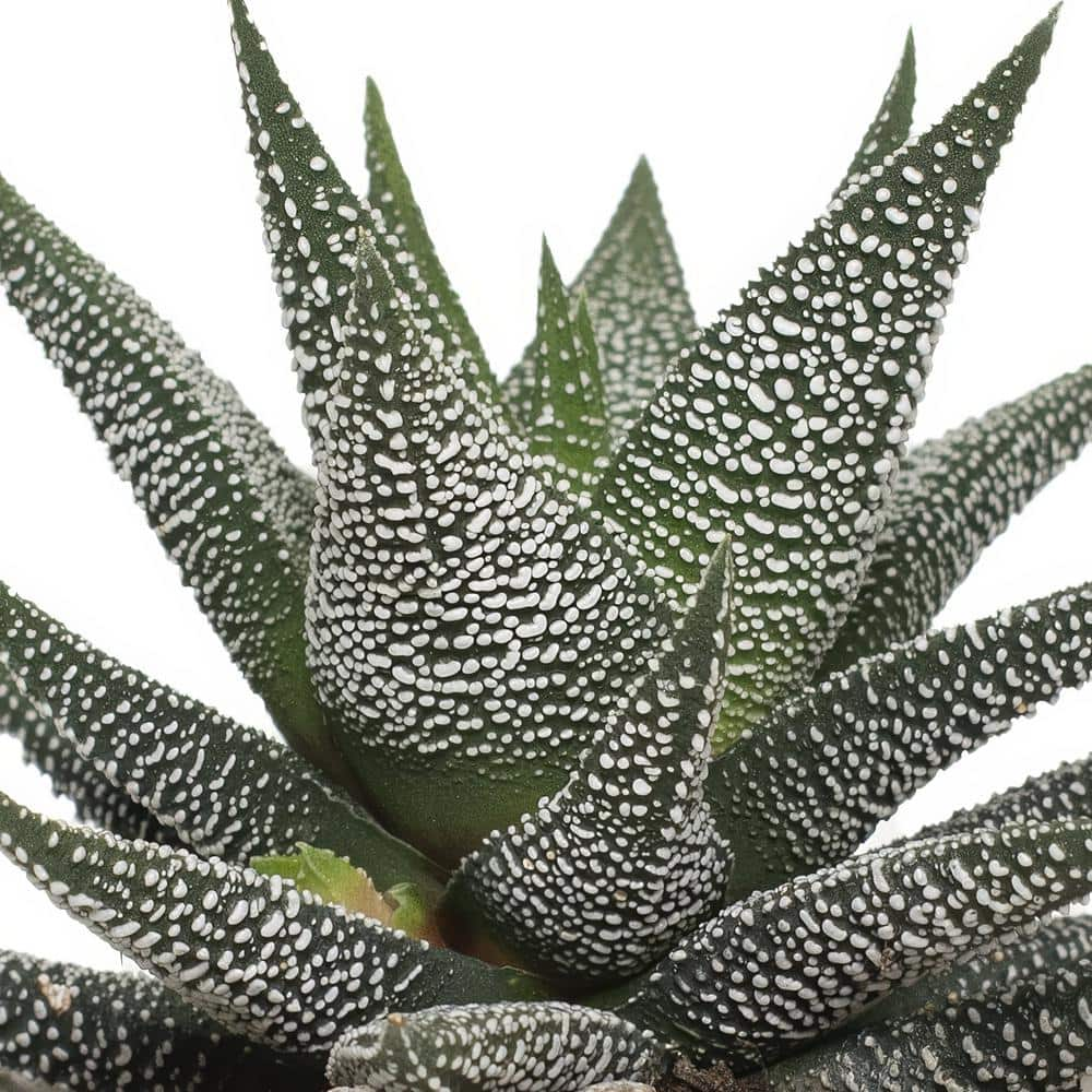 national PLANT NETWORK 4 in. Haworthia with Unique Blossoms in Decorative Stone Container (3-Pack) HD1633