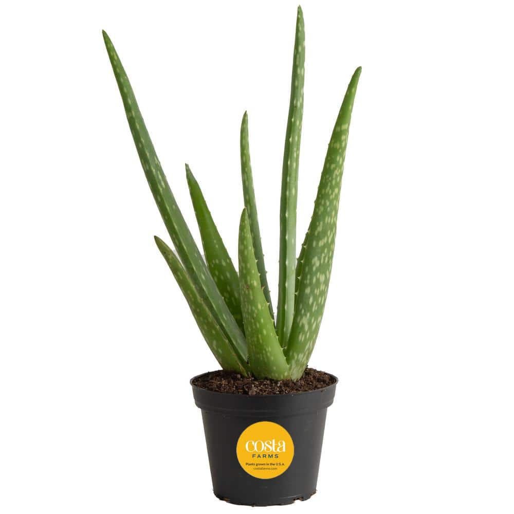 Costa Farms Aloe Vera Indoor Plant in 4 in. Grower Pot Avg. Shipping Height 10 in. Tall 90408