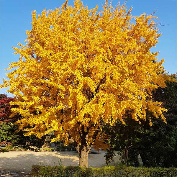 Ginkgo Tree