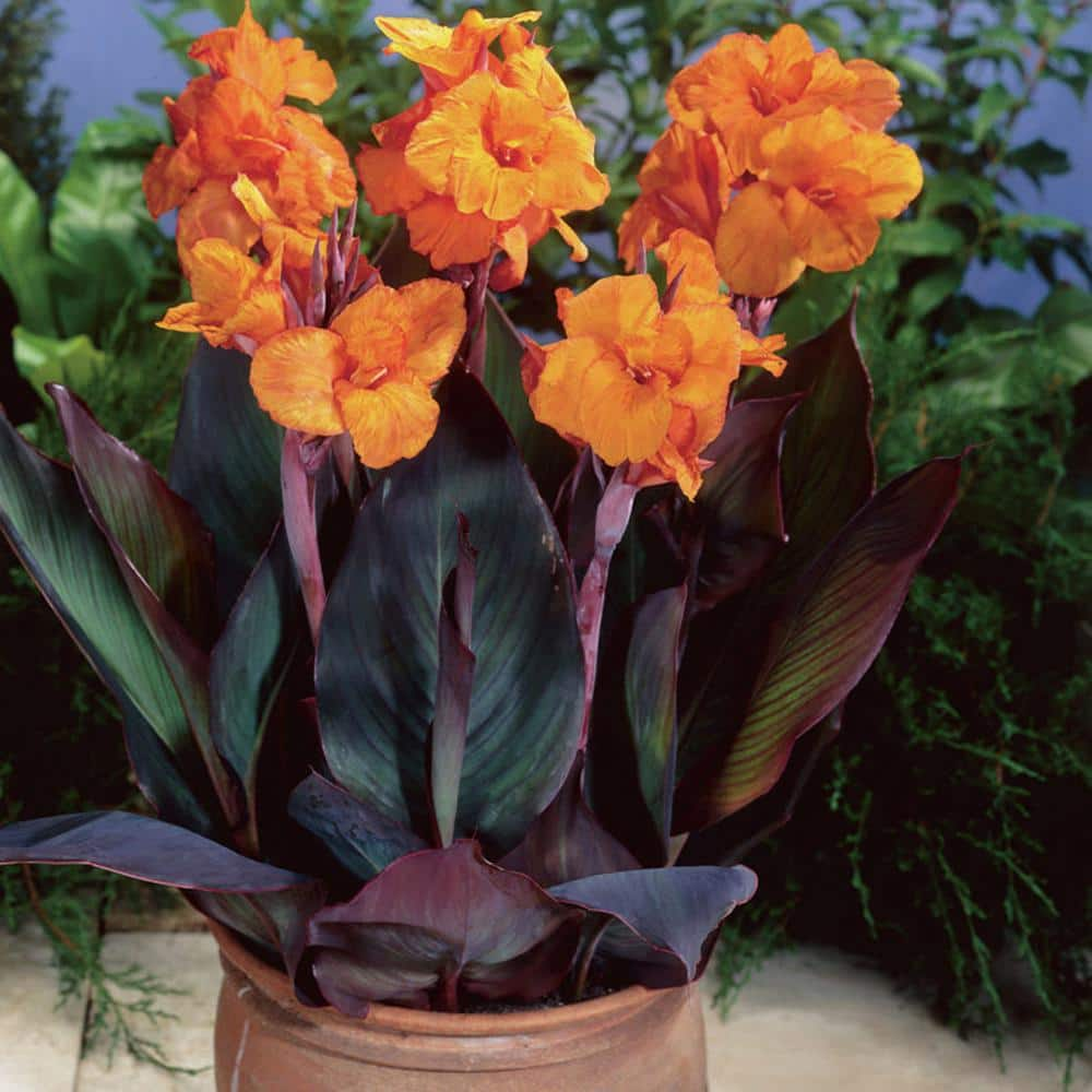 VAN ZYVERDEN Cannas Bronze Leafed Wyoming Bulbs (Set of 6) 11200