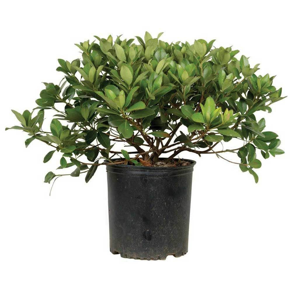 FLOWERWOOD 2.5 Gal - Snow White Indian Hawthorn Live Evergreen Shrub White Blooms 51723FL