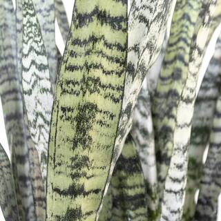 United Nursery Sansevieria Zeylanica Live Snake Plant Indoor Outdoor Easy Care Plant in 10 inch Premium Ecopots Grey Pot SZEYLANICA10GR