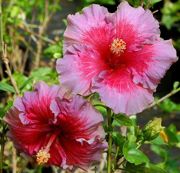 Exotic Hibiscus 'Wine Spritzer' Rose of Sharon (Hibiscus) Flower Shrub， Blue Flowers Hardy Korean Rose of Sharon Starter 25+ seeds pack