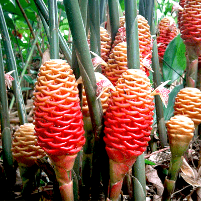 Beehive Ginger, Zingiber spectabile - Plant