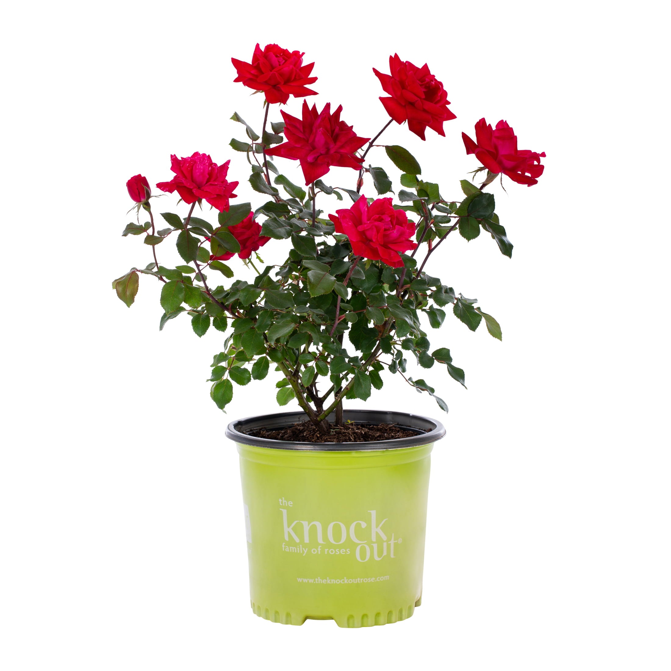 Red Double Knock Out Rose 1G Flowering Live Shrub (1-Pack) with Grower Pot