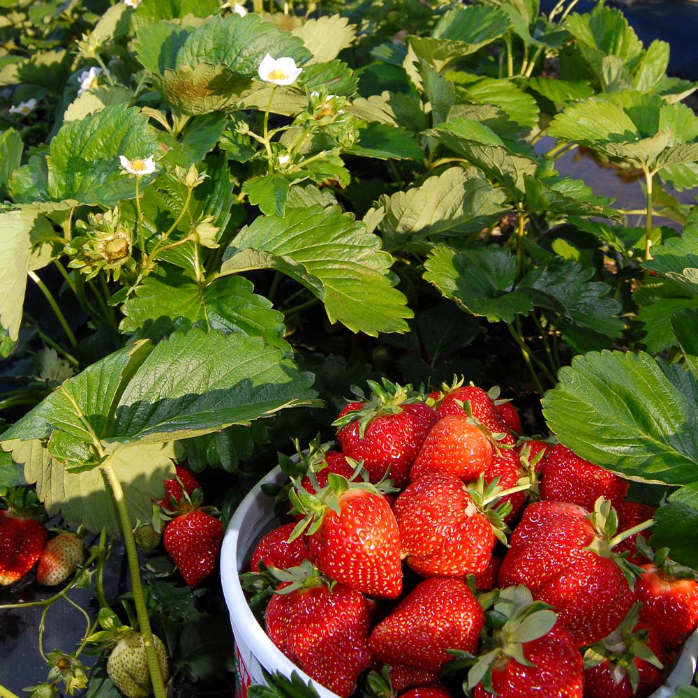 Everbearing Strawberry