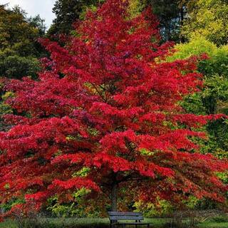 3 Gal. Pin Oak Shade Tree OAKPIN03G