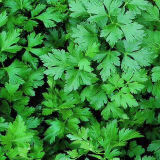Bonnie Plants 19 oz. Italian Flat Leaf Parsley Herb Plant 1003800600