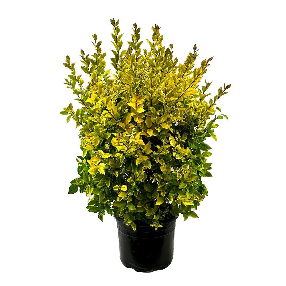 2.25 Gal Golden Privet Ligustrum Vicaryi Live Shrub with Golden Yellow Foliage O524003