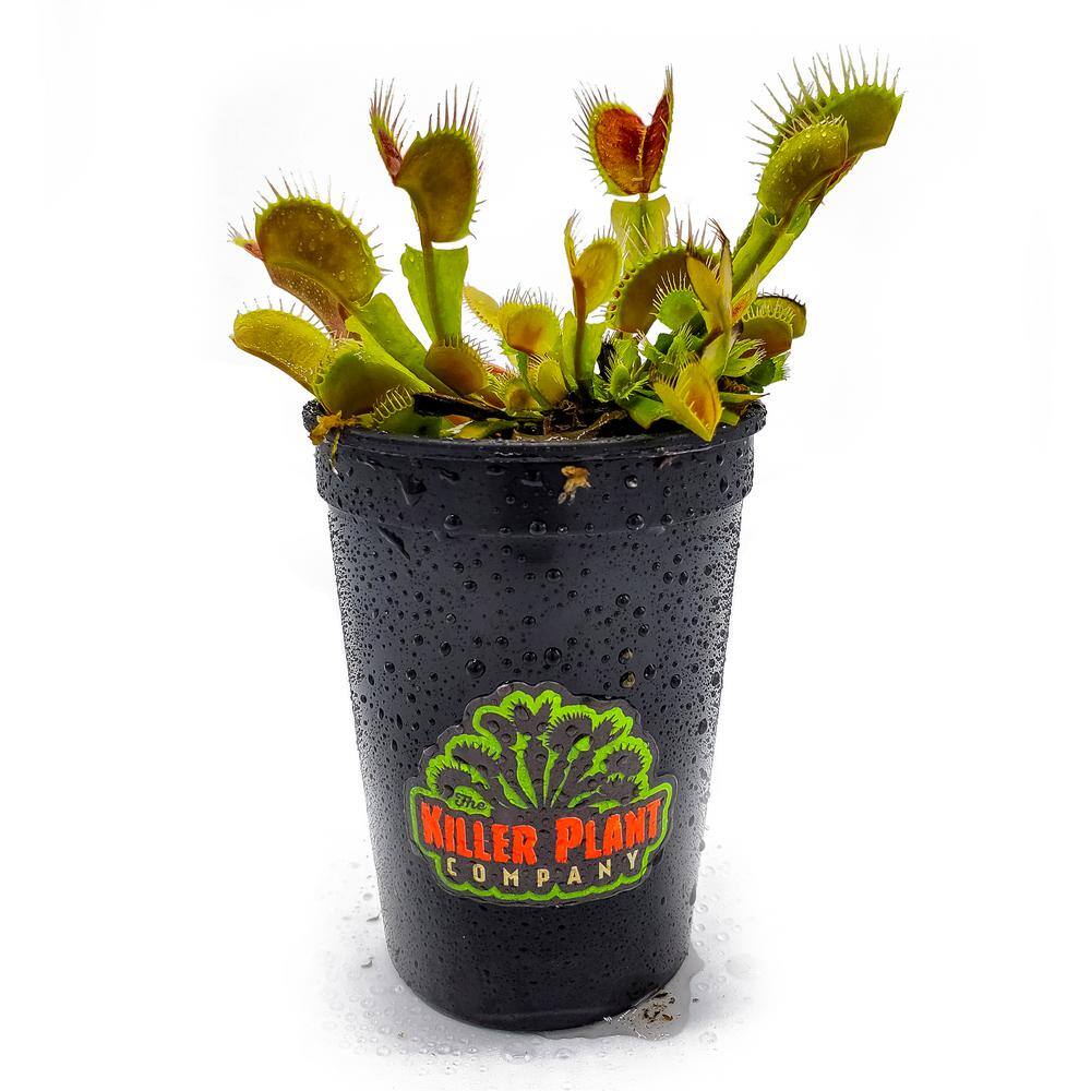 KILLER PLANT COMPANY Live Venus Flytrap (Dionaea Muscipula) Carnivorous Plant - 'Big Mouth' Cultivar 855126007514