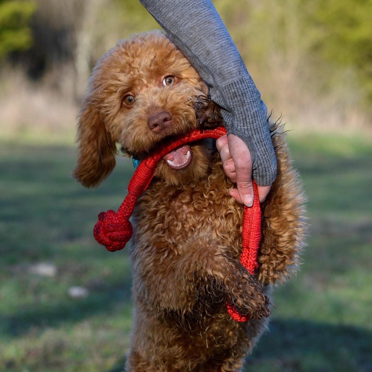 Playology Puppy Tough Tug Knot Beef Dog Toy， Red， Large