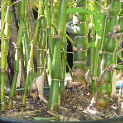 Bambusa Ventricosa, Buddha Belly Bamboo - Plant