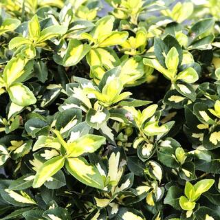 2.25 Gal. Euonymus Fortuni 'Moonshadow' Wintercreeper With Bright Foliage (1-Each) O233203