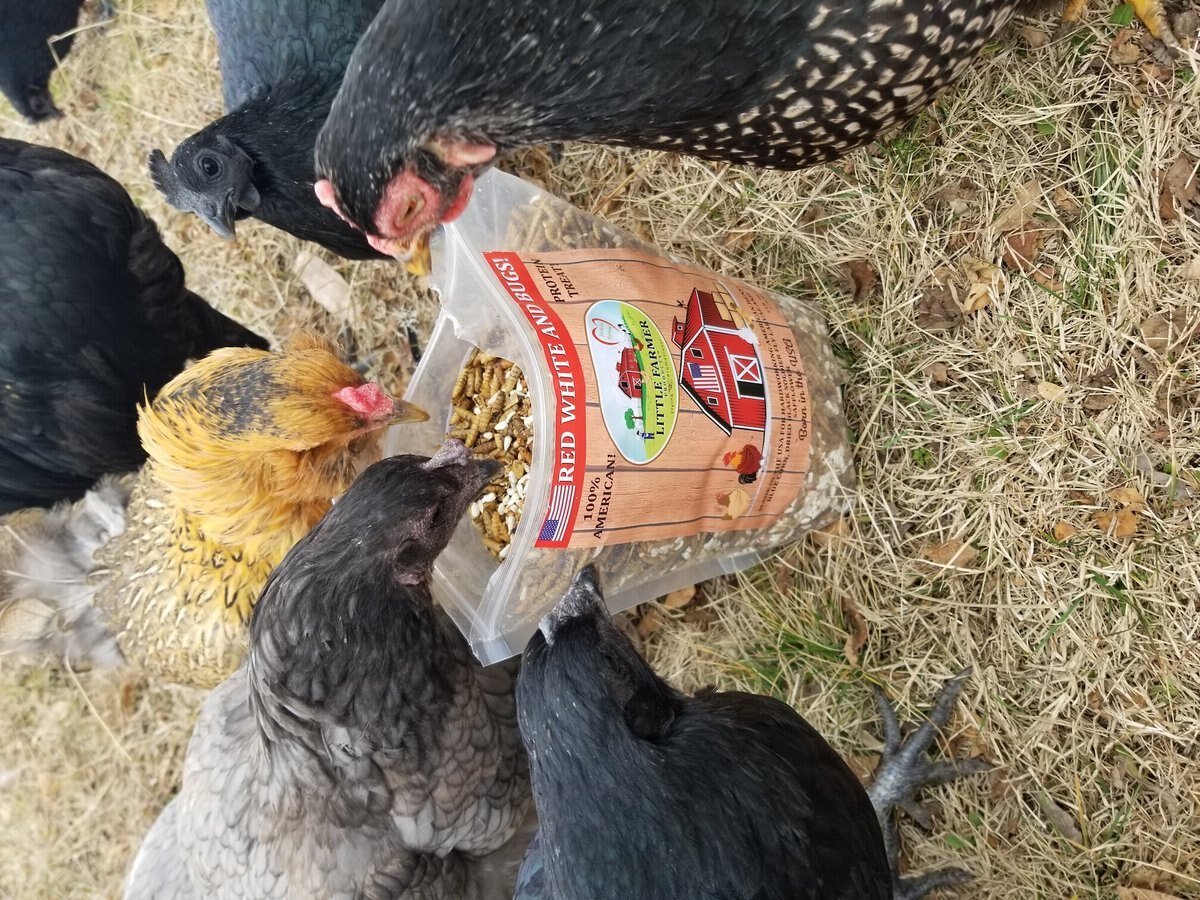 Little Farmer Products Red White and BUGS! Black Soldier Fly Grubs， Blue Corn， Safflower Mix Chicken Treats