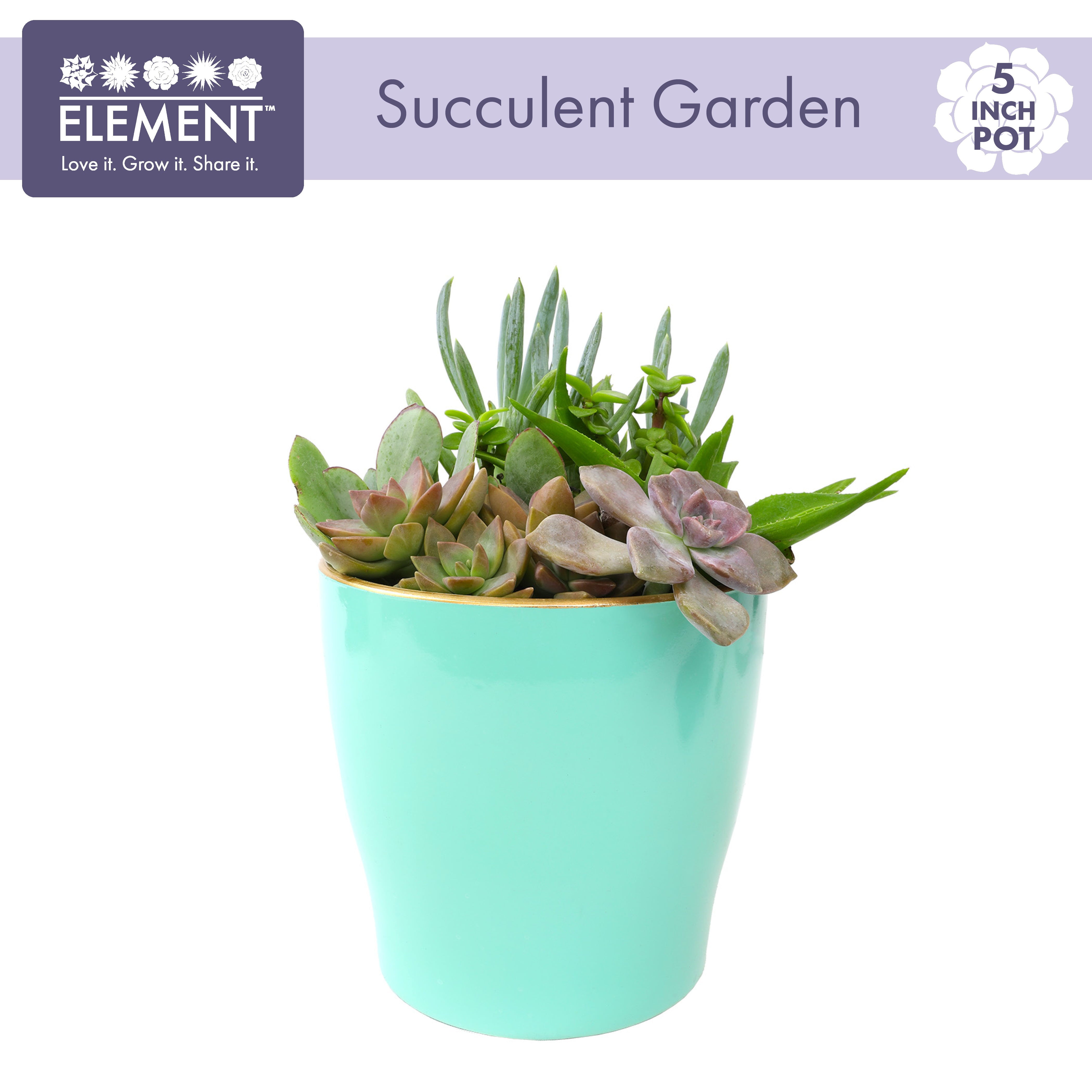 Element by Altman Plants 5IN Turquoise Clay Live Succulent Garden