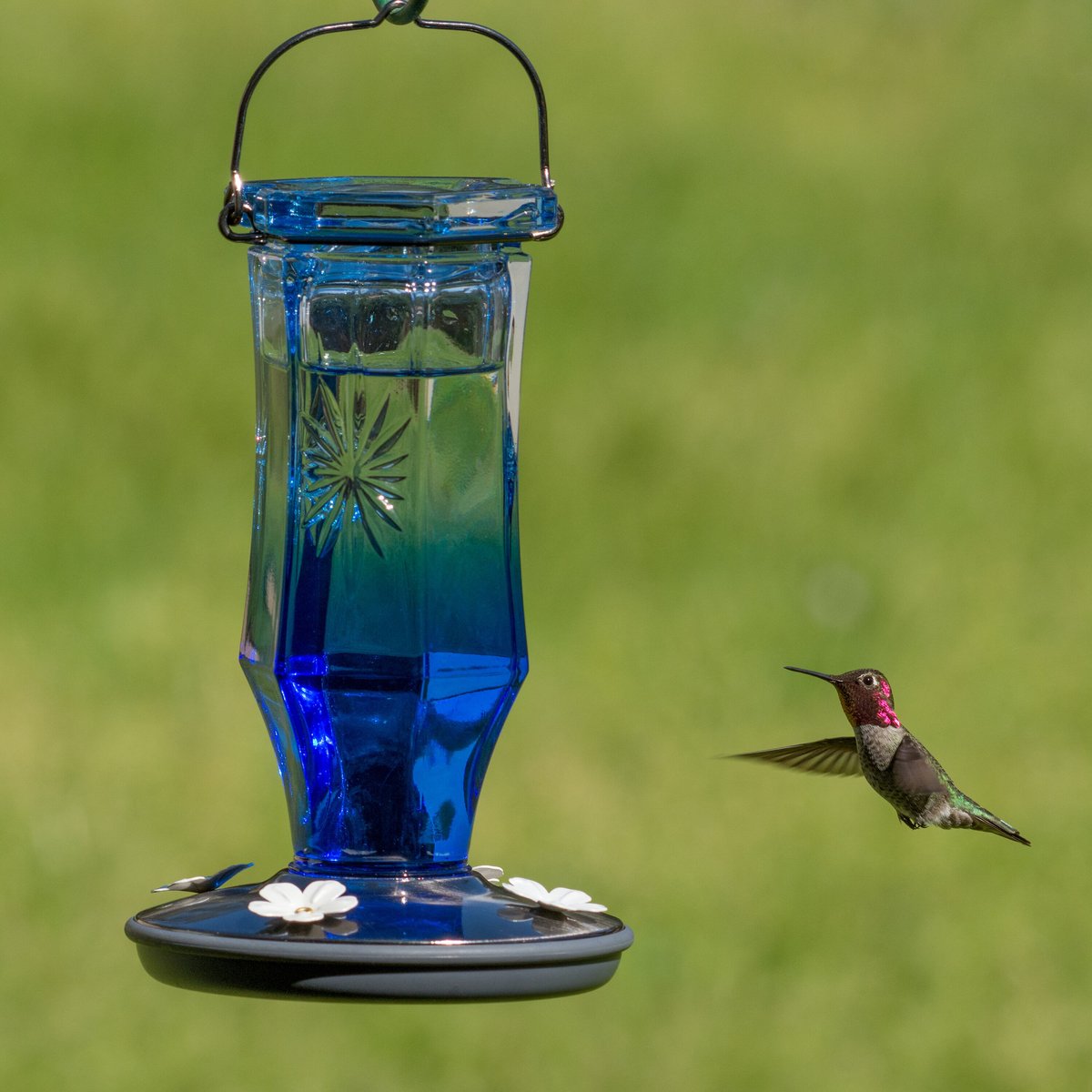 Perky-Pet Sapphire Starburst Vintage Hummingbird Feeder