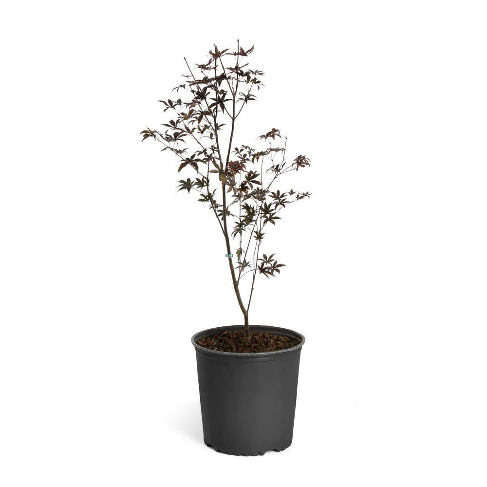 Brighter Blooms 2 Gal. Bloodgood Japanese Maple Tree MAP-JAP-23-2