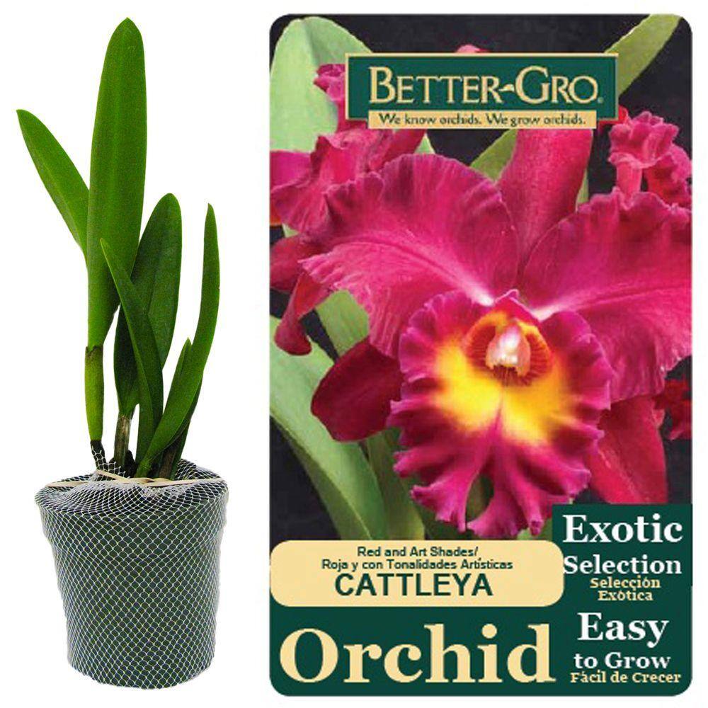 Better-Gro 4 in. Red Cattleya Packaged Orchid 20322