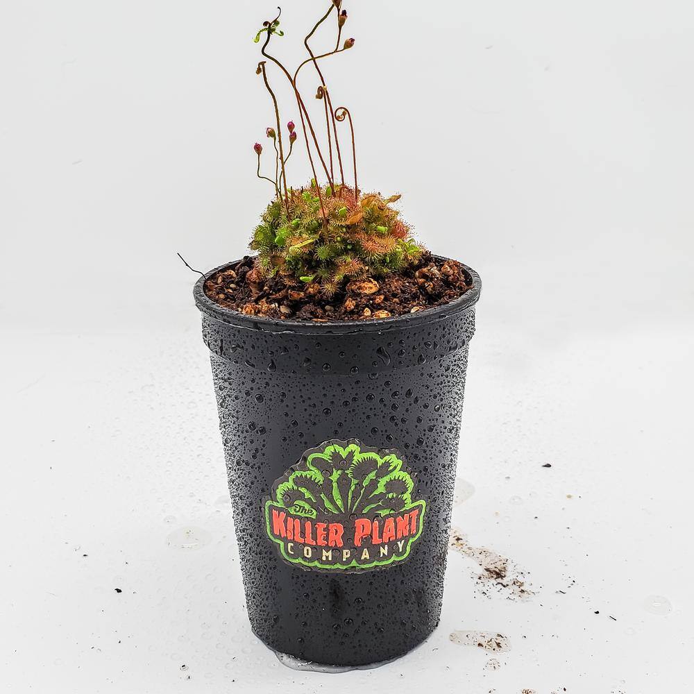 KILLER PLANT COMPANY Sundew - Drosera Spathulata - Carnivorous Plant 1