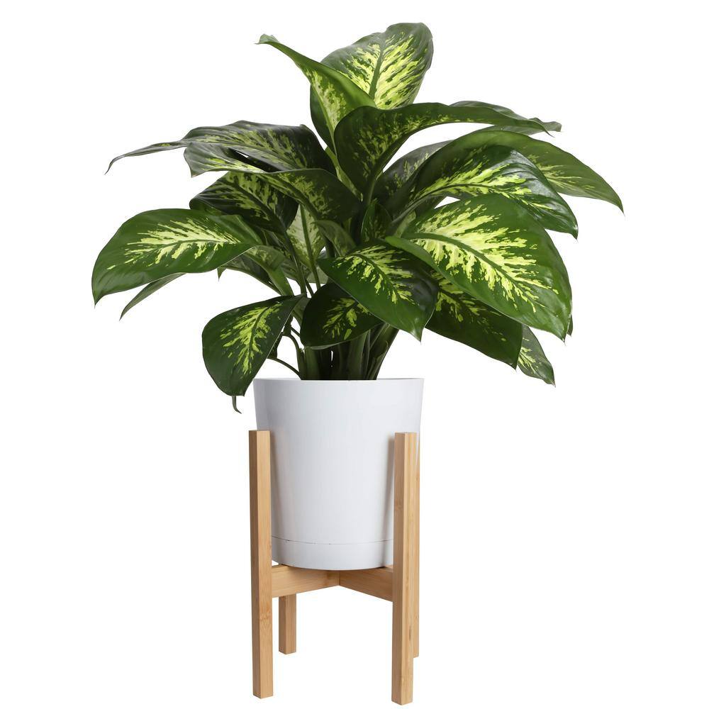 Costa Farms Dieffenbachia Dumb Cane Indoor Plant in 10 in. White Cylinder Pot and Stand Avg. Shipping Height 2-3 ft. Tall CO.DE10.3.CYL