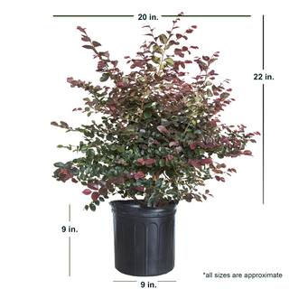FLOWERWOOD 2.5 Gal - Ruby Loropetalum - Live Evergreen Shrub with Purple Foliage 39793FL