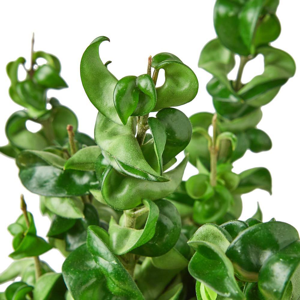 Rope (Hoya Carnosa) Plant in 6 in. Grower Pot 6_HOYA_ROPE