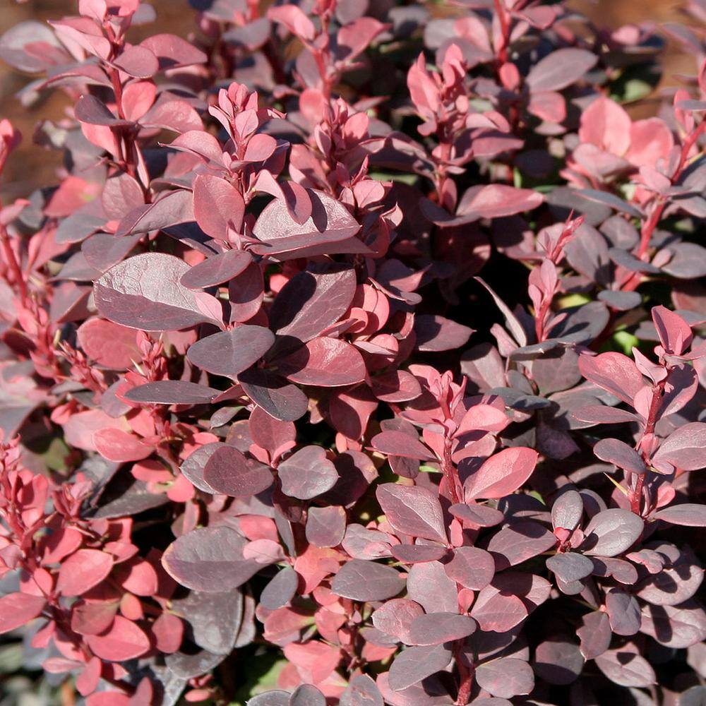 2.5 Qt. - Crimson Pygmy Barberry Live Shrub with Deep Red Purple Folliage 1000042654