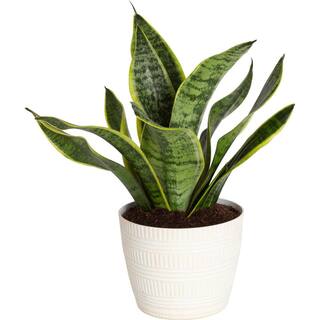 Costa Farms Grower's Choice Sansevieria Indoor Snake Plant in 6 in. White Pot Avg. Shipping Height 1-2 ft. Tall CO.SL07.3.CYL