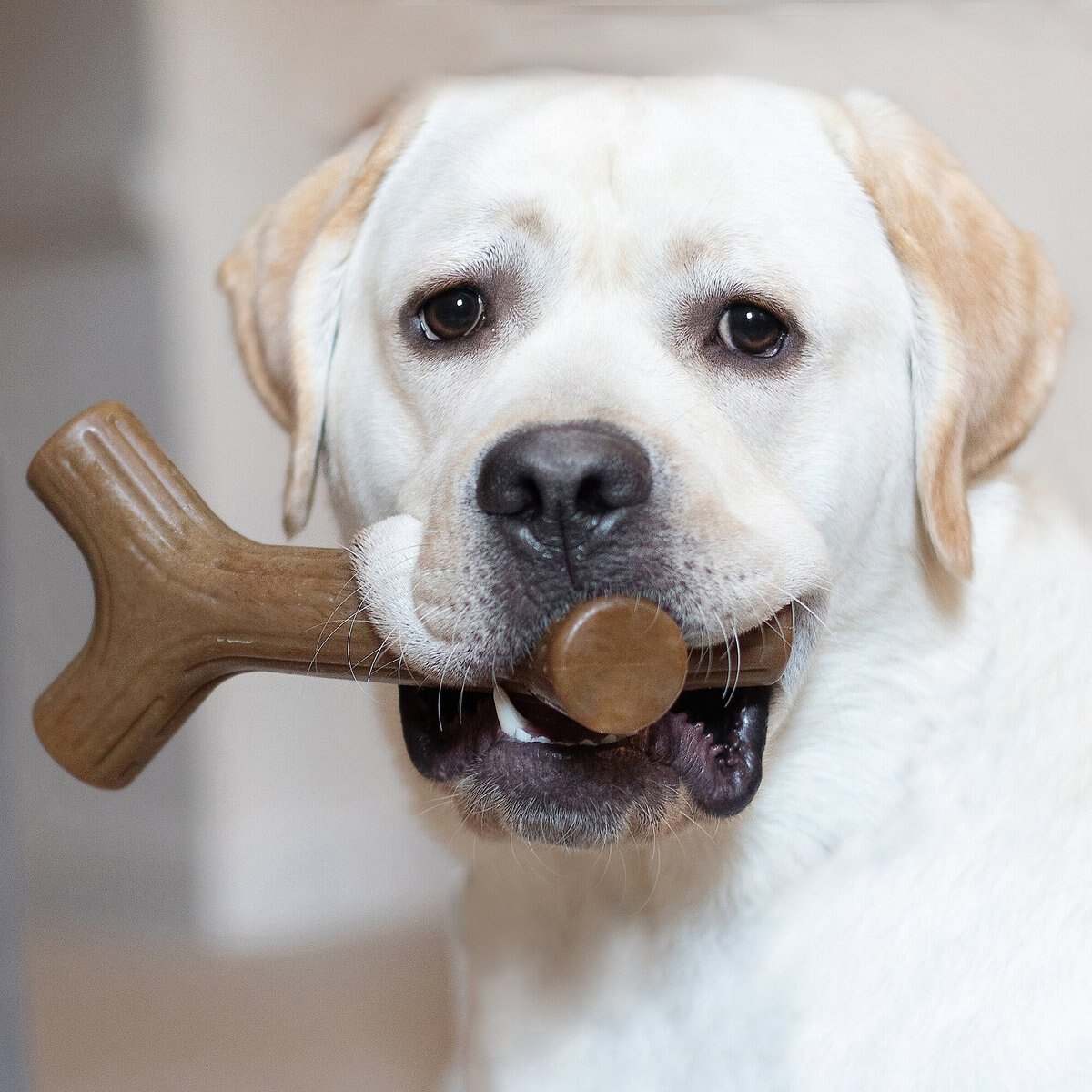 Benebone Maplestick Chew Dog Toy