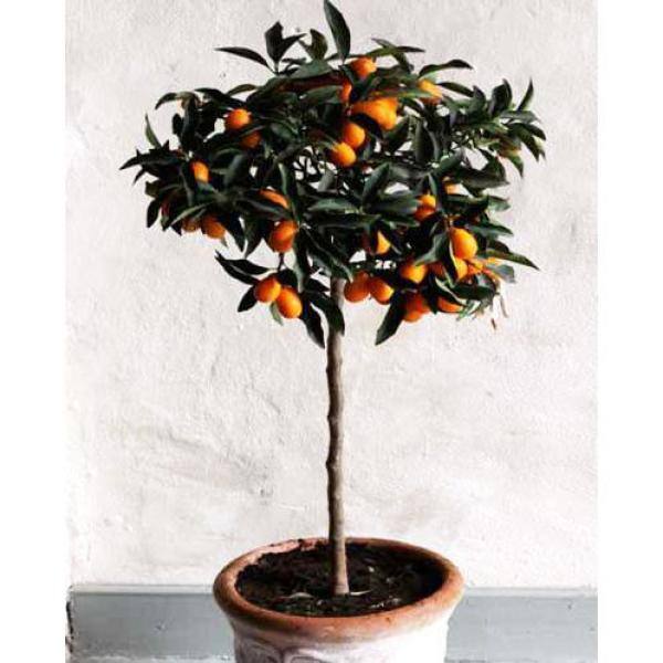 Brighter Blooms 1 Qt. Nagami Kumquat Tree KUM-NAG-12-1QT
