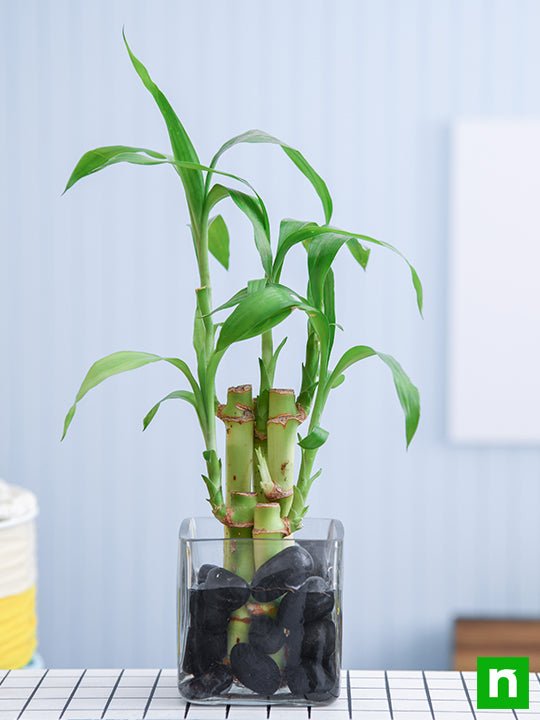 5 Lucky Bamboo Stalks (A Symbol of Positive Energy) - Gift Plant