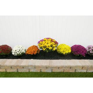 BELL NURSERY 3 Qt. White Chrysanthemum Annual Live Plant with White Flowers in 8 in. Grower Pot (2-Pack) CHMUM8WHT2PK