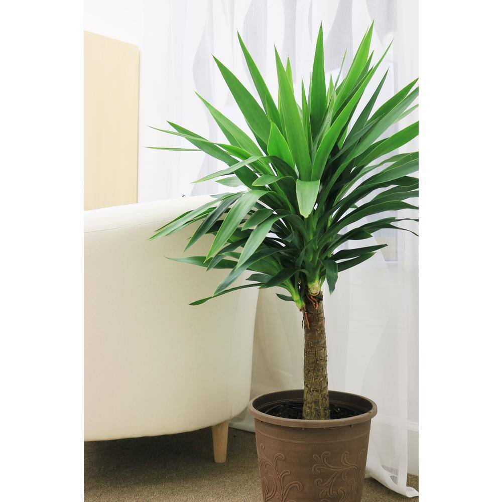 Costa Farms Yucca Cane Indoor Plant in 8.75 Grower Pot Avg. Shipping Height 2-3 ft. Tall 10YC1