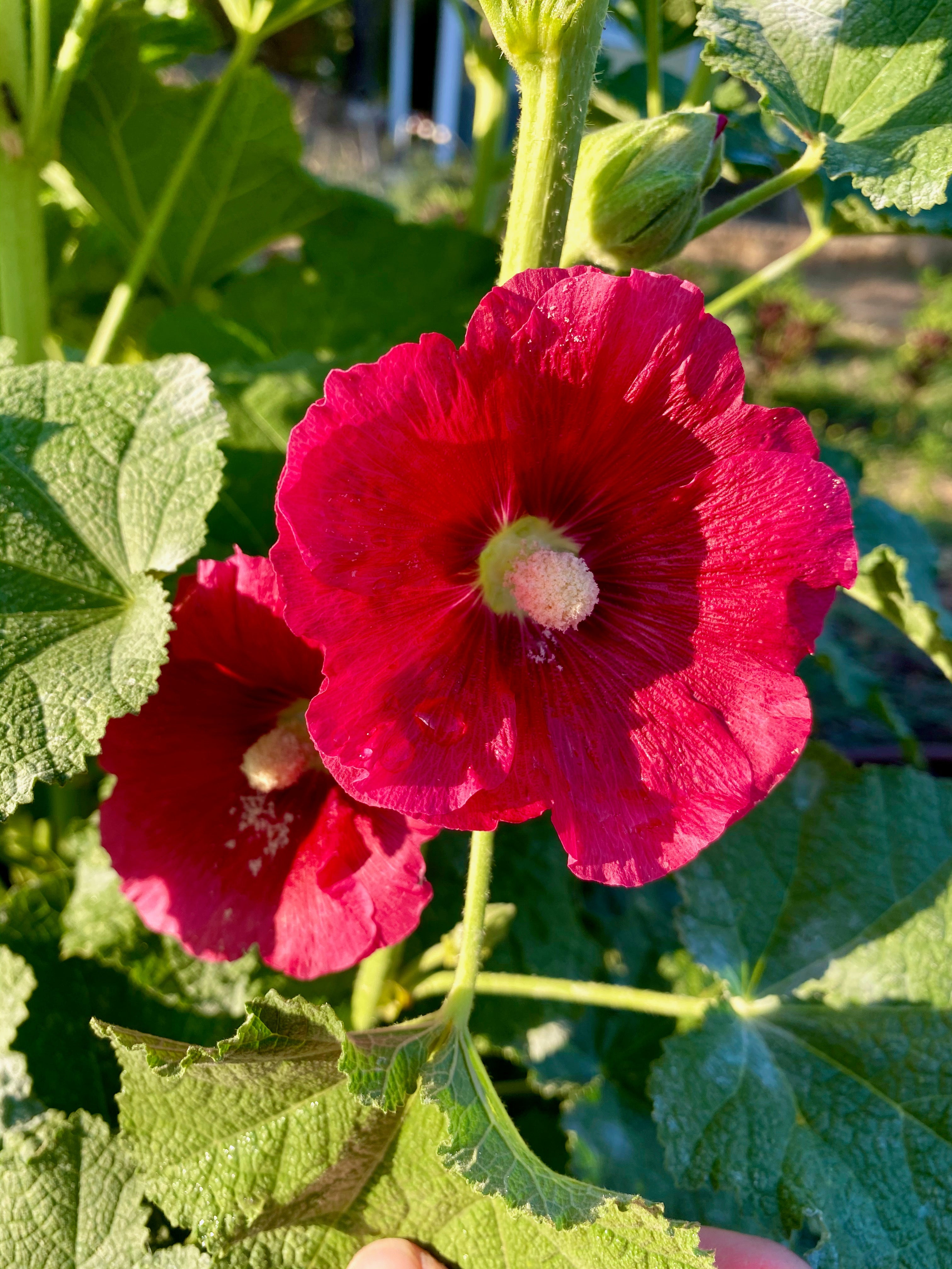 Plant Good Seed Dark Pink Hollyhock Seeds For Planting， 30 Seeds