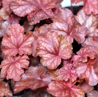 Heuchera 'Amber Lady' Coral Bells