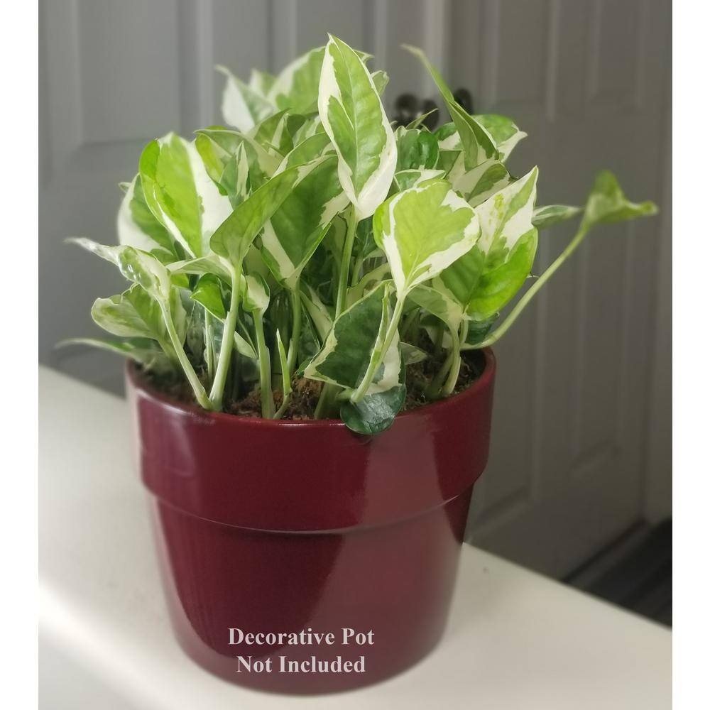 Pearl and Jade Pothos Plant in 6 in. Grower Pot PnJPoth006