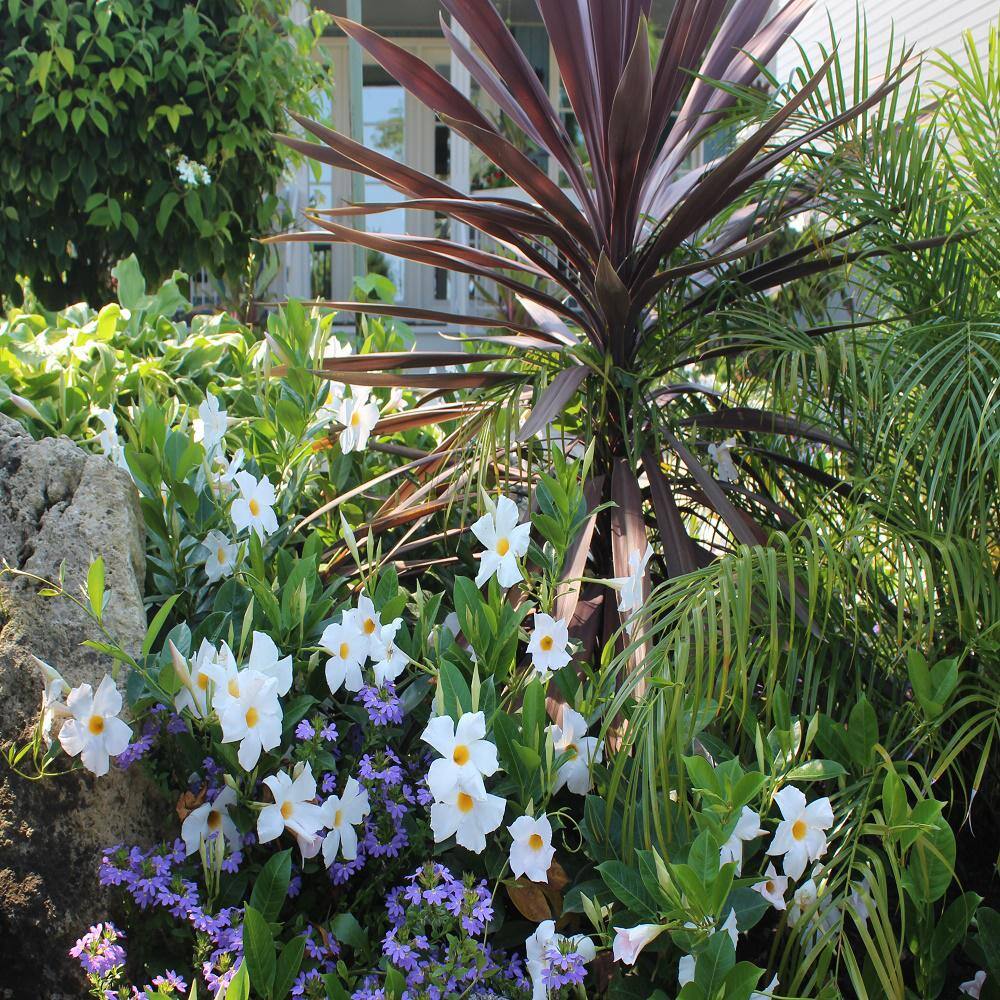 Garden Tropics 1.71 Pint Cordyline Terminalis Shrub 1005415601
