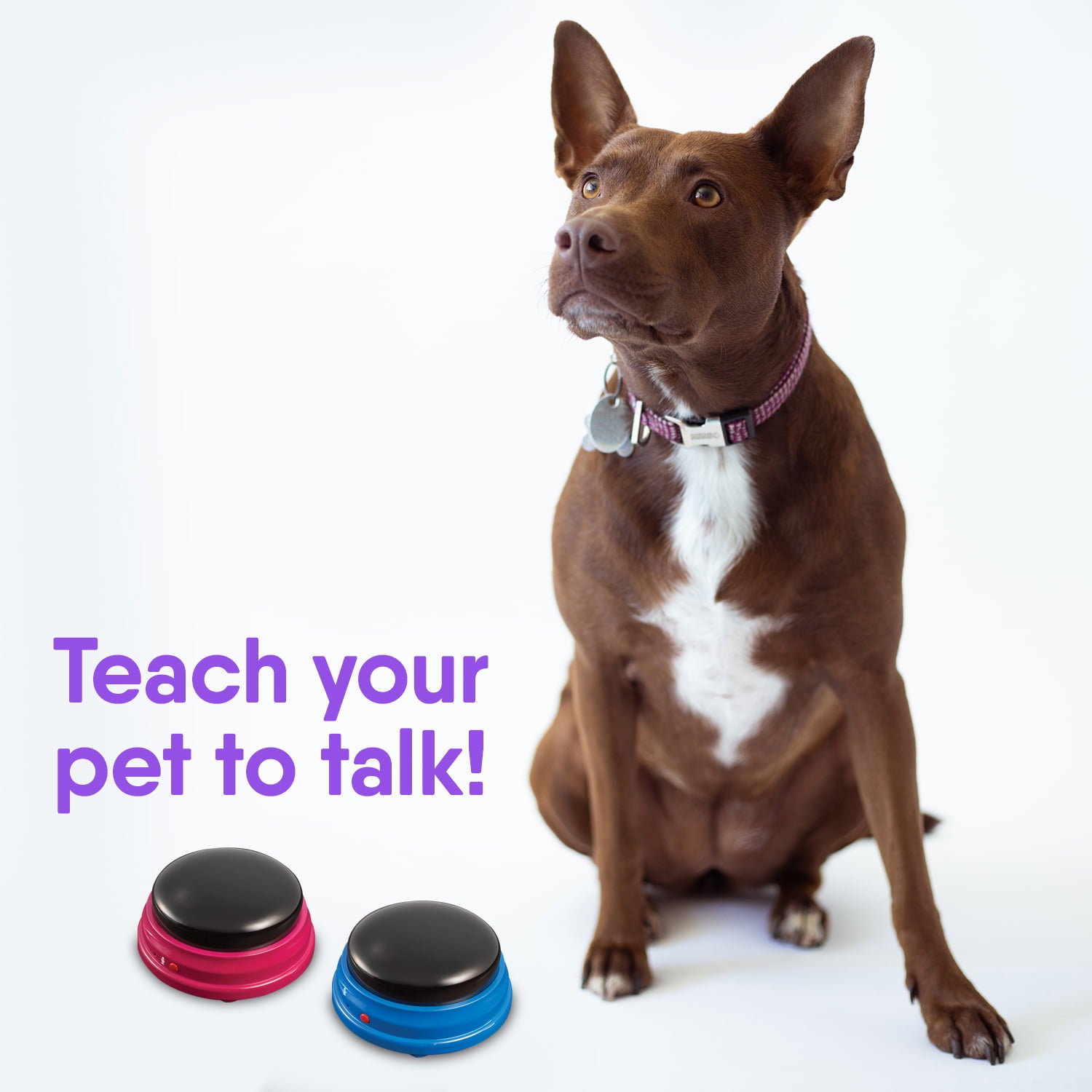 Hunger for Words Talking Pet Starter Set - 4 Recordable Buttons for Dog Communication， Talking Dog Buttons